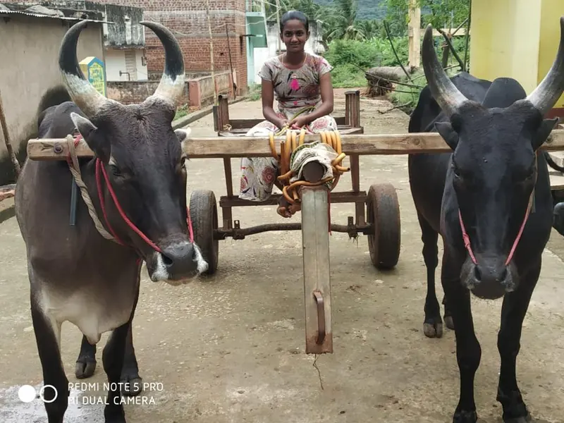 A pair of bullocks harnessed to a cart at the farm, available for rides on request